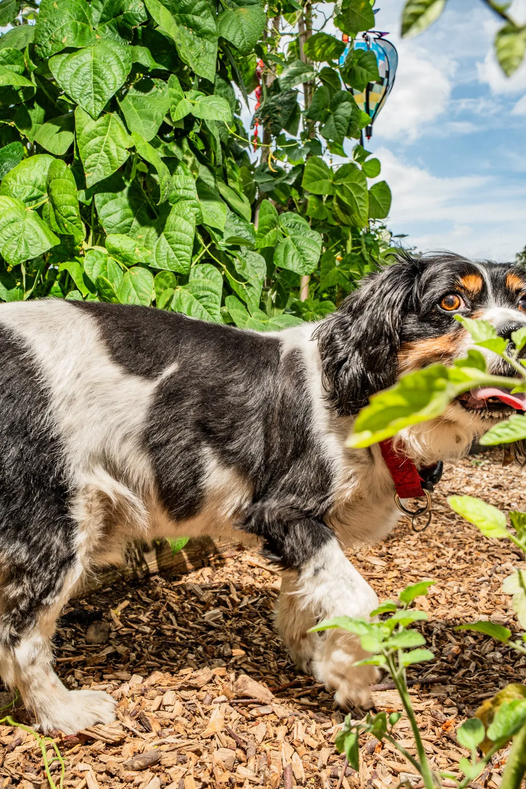 A black-and-white spaniel sniffs among leafy garden plants on a bark-mulch path