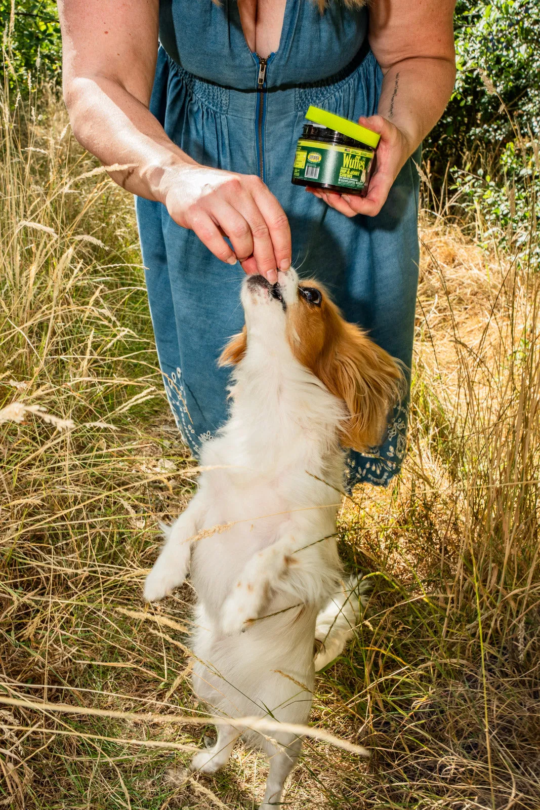 A woman in a denim dress holding a jar of Wuffes supplements while her white and tan spaniel stands on its hind legs to take a chew from her hand in long summer grass