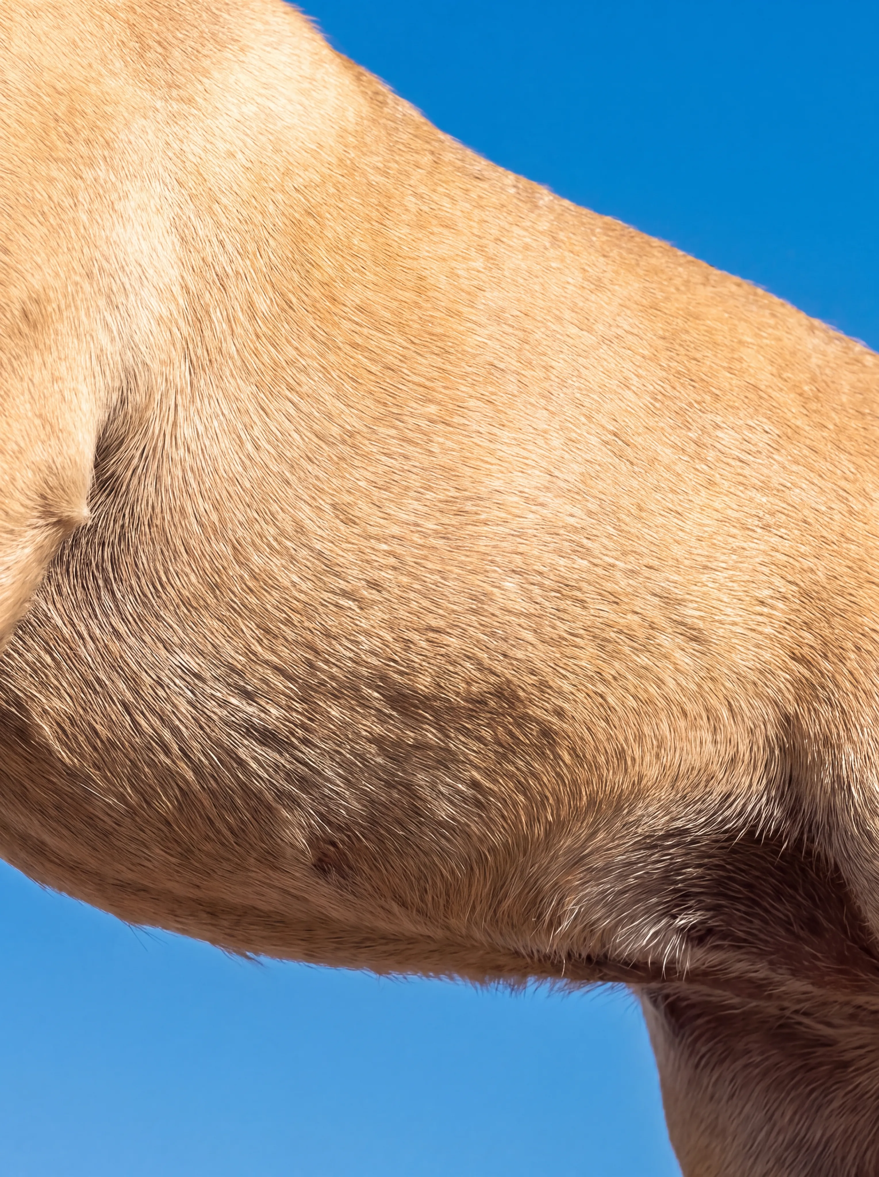 A low-angle close-up of a tan short-coated dog's chest and front leg against a blue sky
