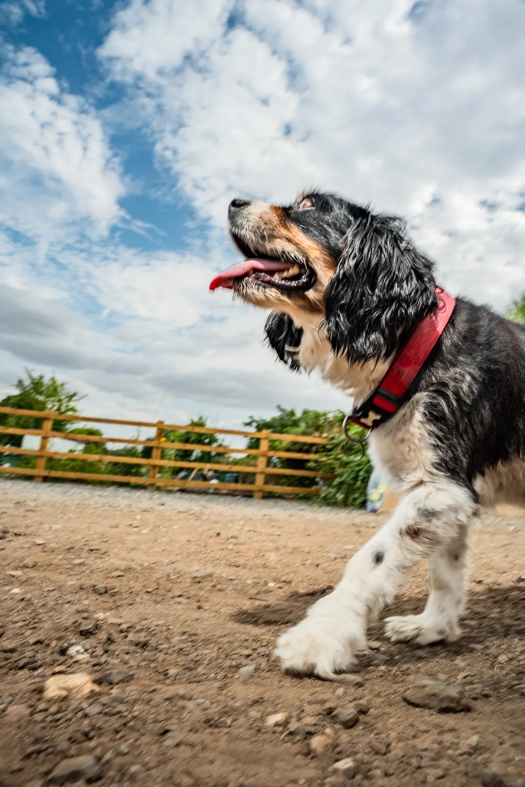 A black, white and tan spaniel trotting along a dirt farm path in a red collar, a wooden fence and hedgerow behind it