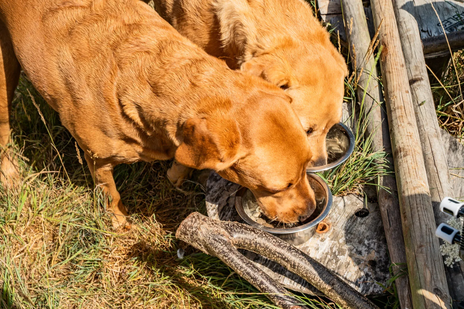 Two golden retrievers eat side by side from metal bowls beside a wooden fence
