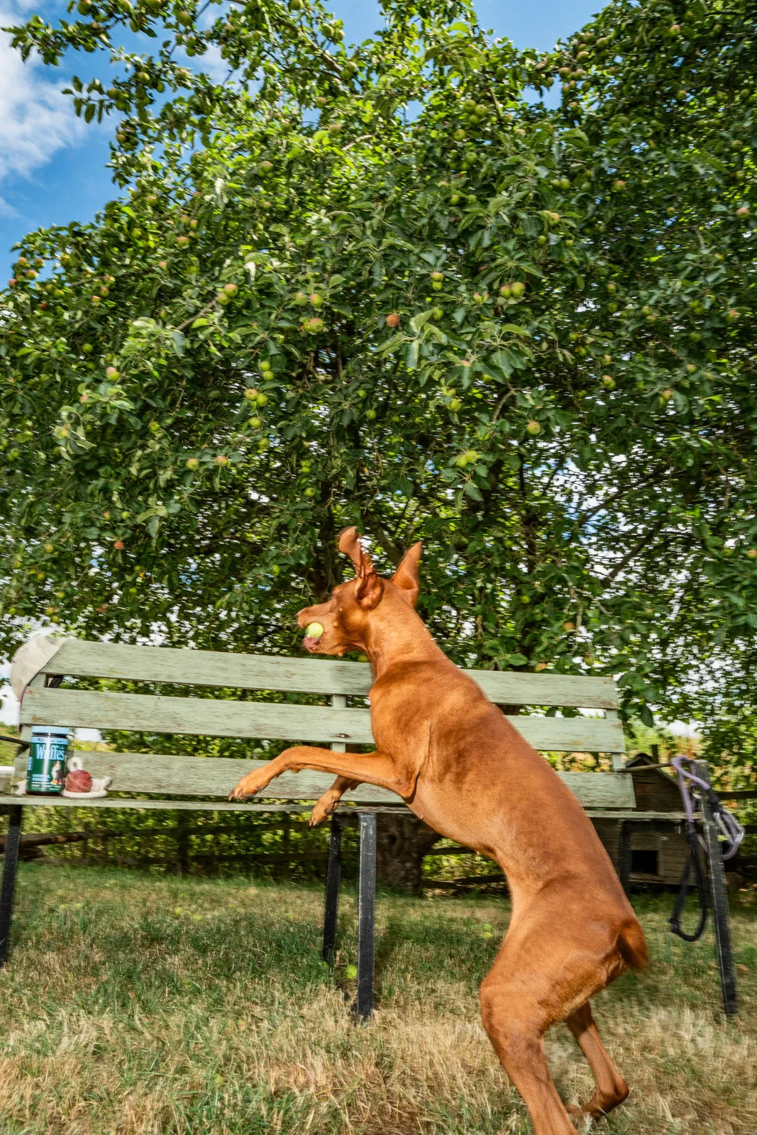 A red Vizsla leaping up onto a weathered green park bench with a tennis ball in its mouth