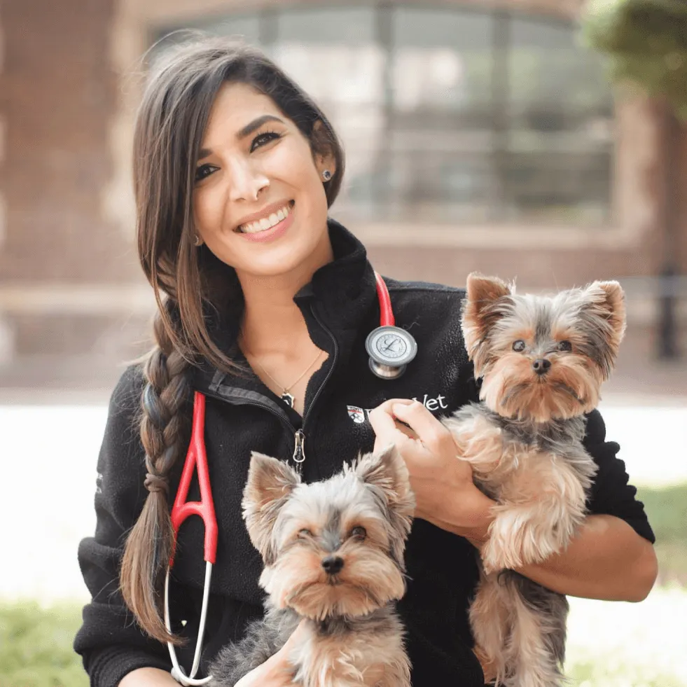 Dr. Tiffany Ruiz Da Silva, a Wuffes veterinary advisor, in a black vet jacket with a stethoscope, holding two Yorkshire terriers