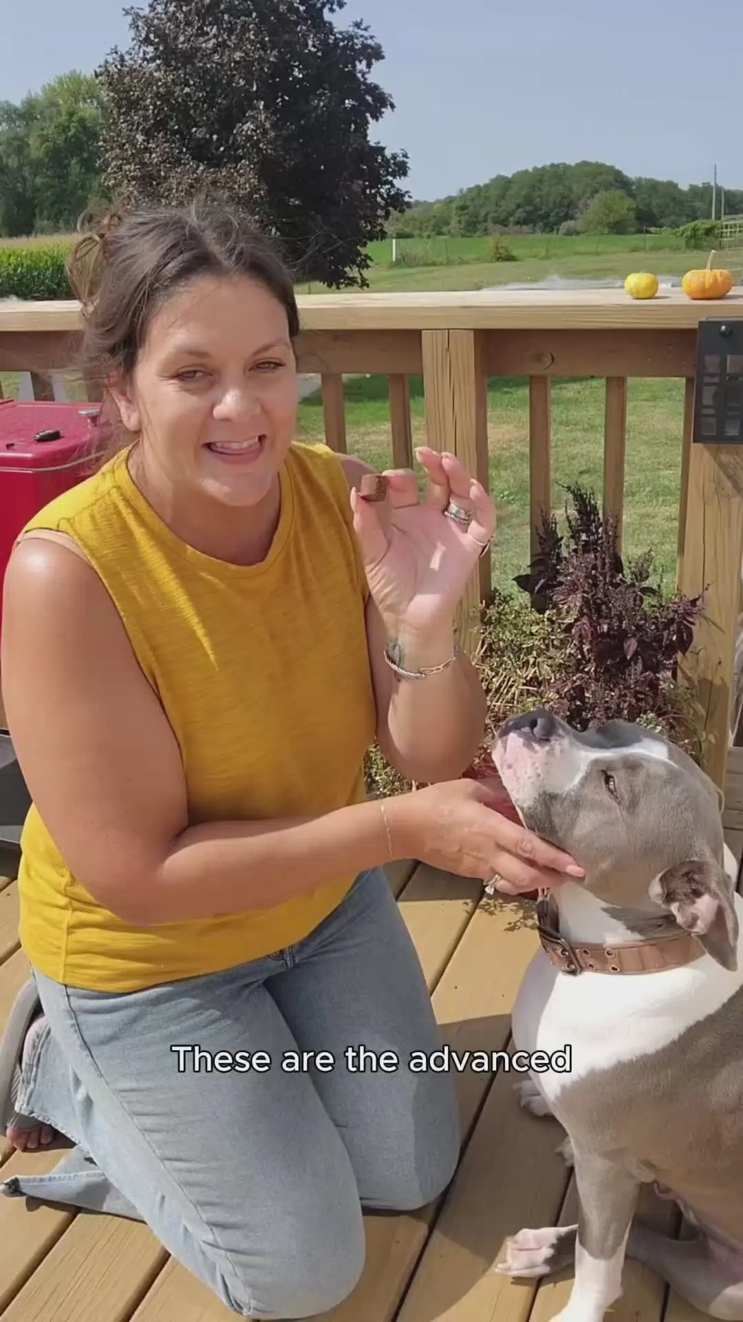 A woman kneeling on a wooden deck holding up a chew to her grey and white pit bull type dog