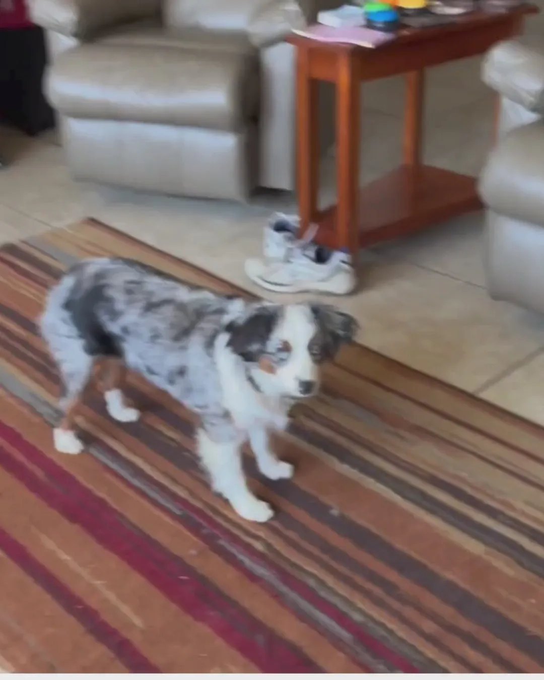Sadie, a blue merle Australian shepherd, standing on a striped rug in a living room