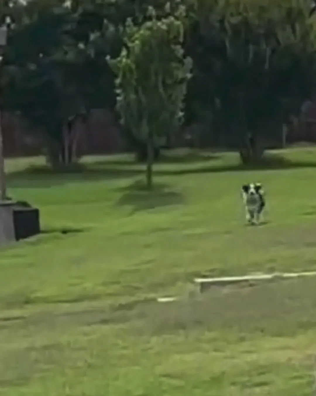 Sadie running across a sunlit lawn towards the camera