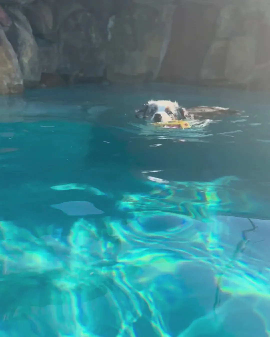 Sadie swimming across a turquoise pool with a yellow toy in her mouth