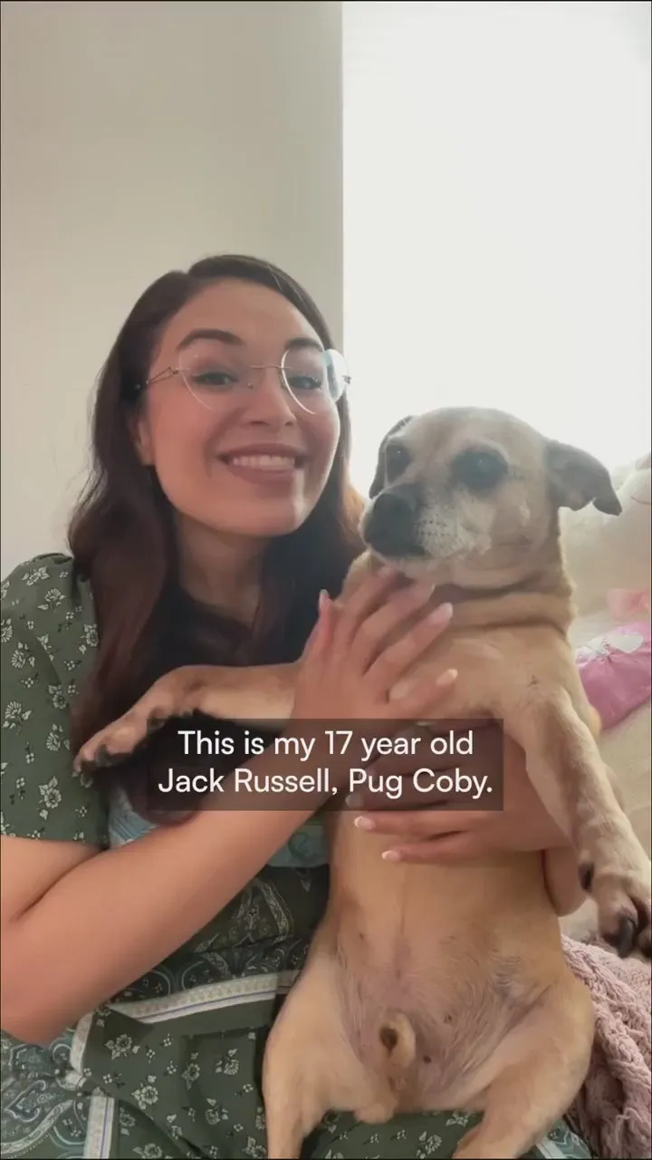 A dog owner holding her senior tan Jack Russell terrier indoors