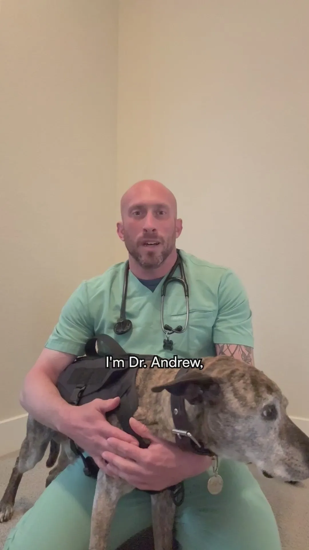 Veterinarian Dr. Andrew, in green scrubs and a stethoscope, sitting against a plain wall with his grey-muzzled brindle dog in his arms