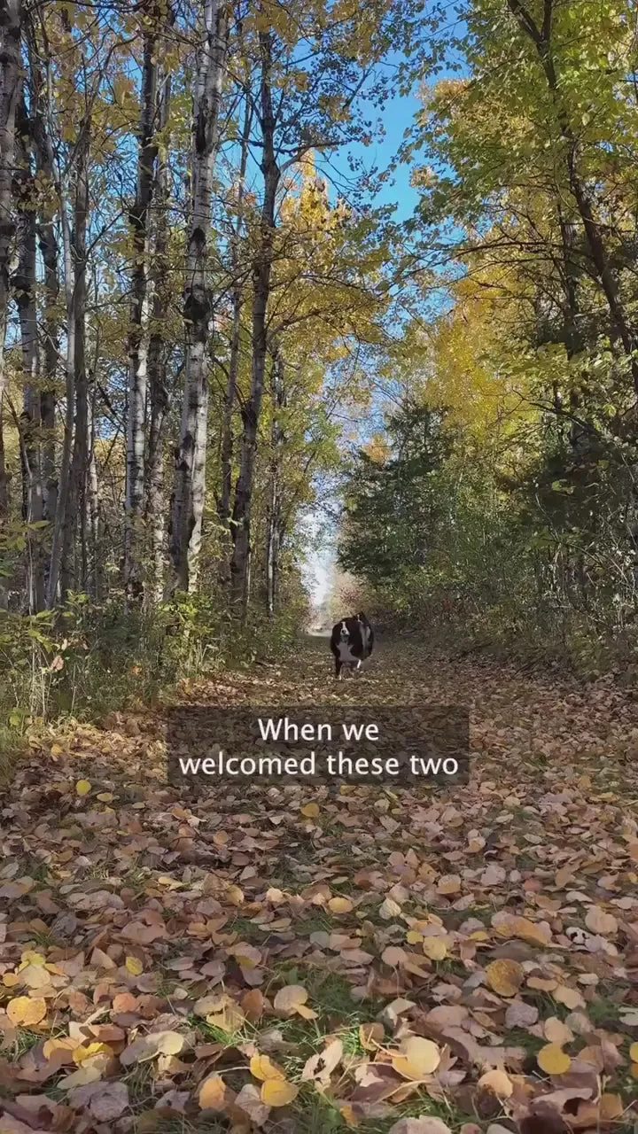 A dog walking along an autumn woodland path covered in fallen leaves