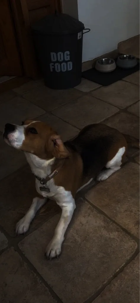 A beagle lies on a tiled kitchen floor beside a dog food bin, looking up