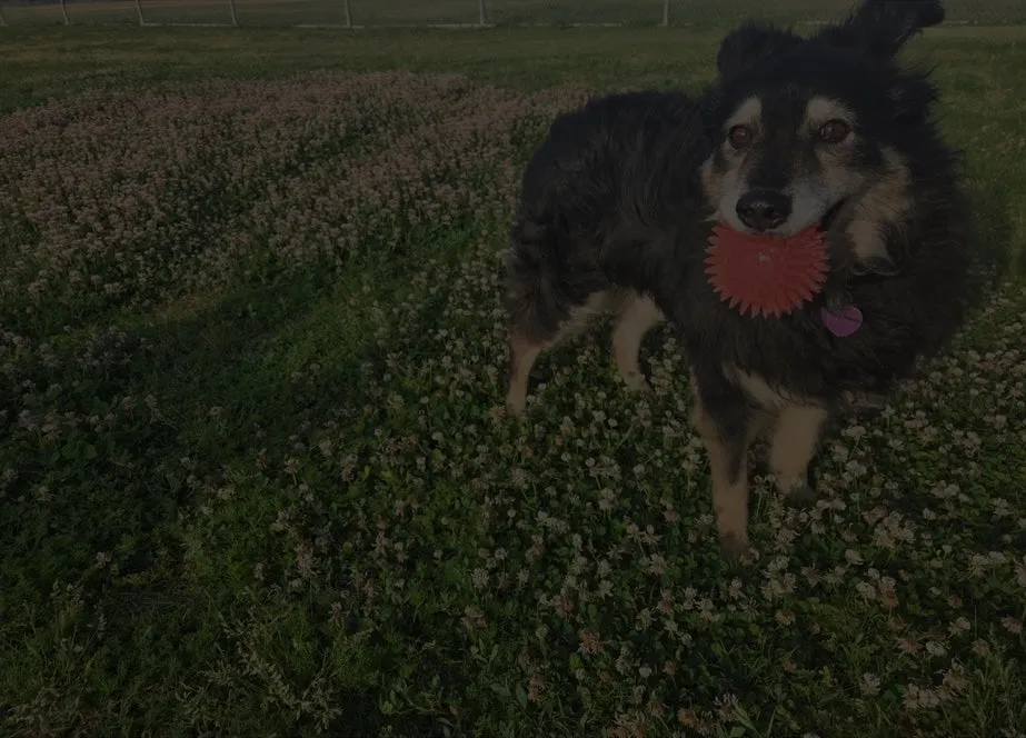 A black-and-tan dog stands in a field of clover holding a red spiky ball