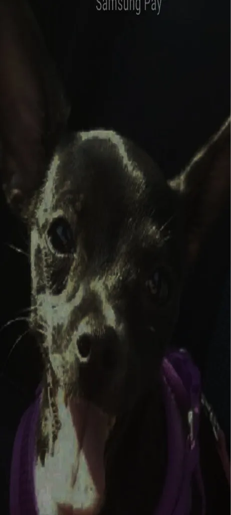 A black chihuahua in a purple harness sits in a car looking up at the camera, captured in a phone screenshot