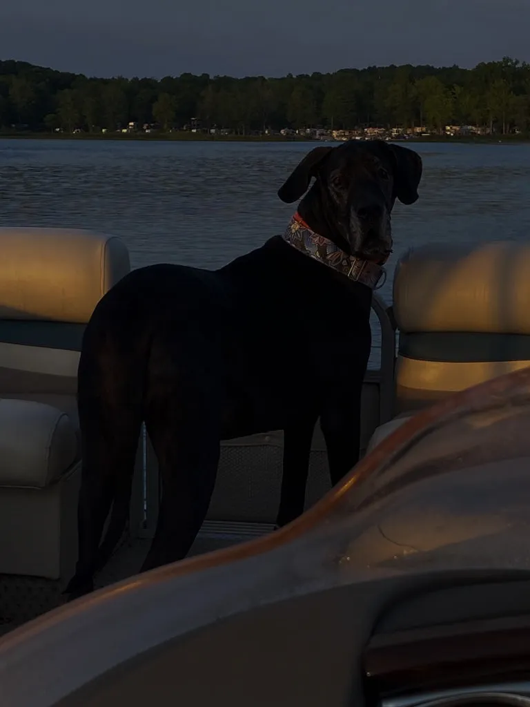 A black Great Dane in a patterned collar stands on a pontoon boat on a lake
