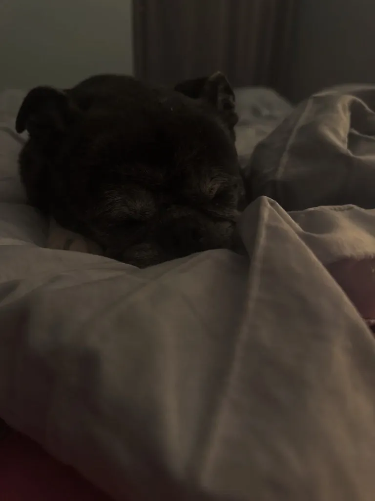 A black pug with a greying muzzle sleeps nestled in white bedding