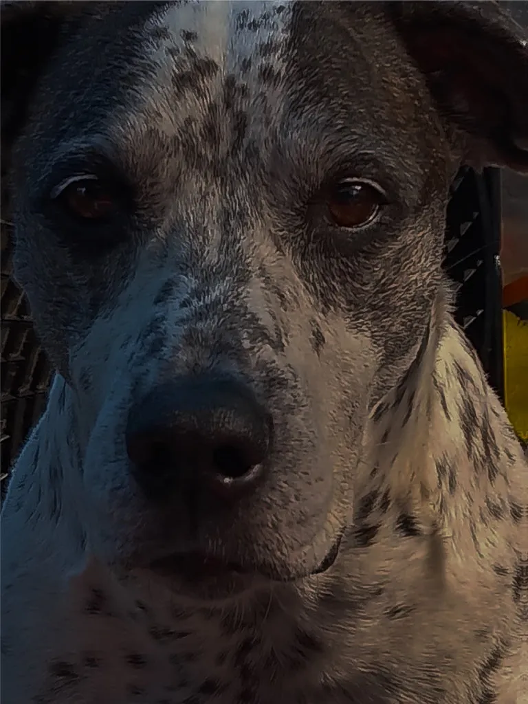 Close-up of a speckled blue heeler mix looking at the camera