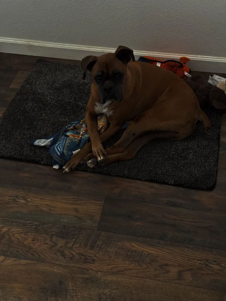 A boxer lies on a grey mat with its toys on a wooden floor