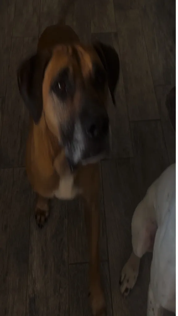 A tan boxer mix walks towards the camera across a wood-effect floor, with other dogs behind and beside it