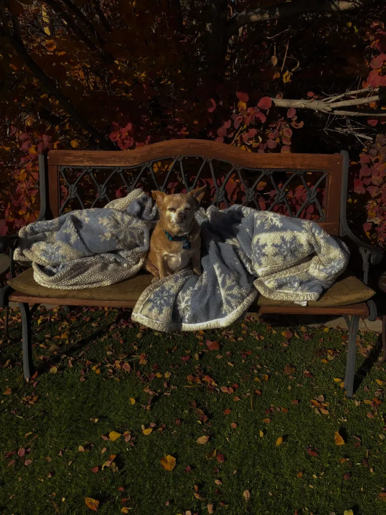A small tan chihuahua sits on a blanket on a wooden garden bench surrounded by autumn leaves