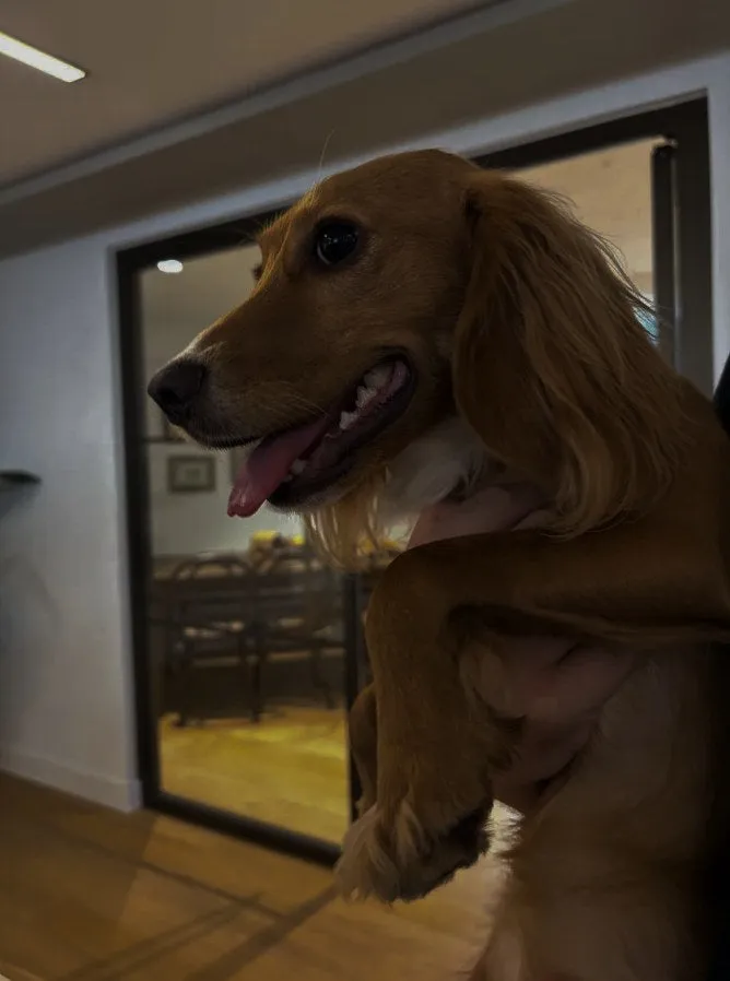 A golden cocker spaniel puppy held up indoors, mouth open, beside a glass door