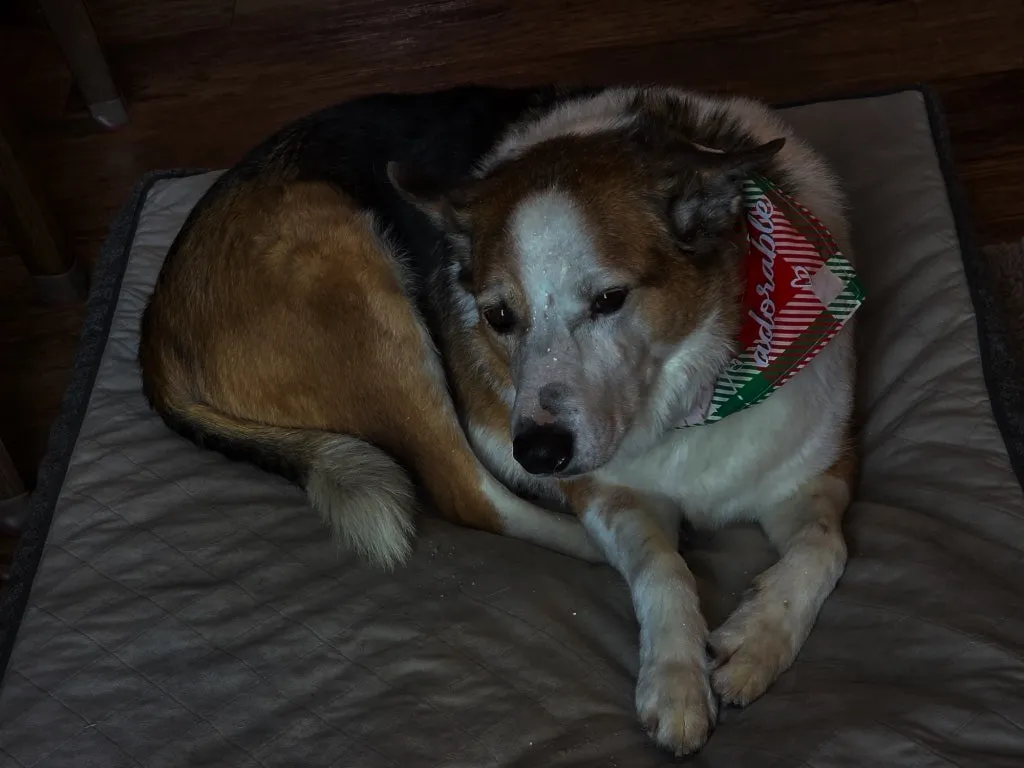 A tricolour collie mix in a red and green bandana rests curled up on a grey dog bed