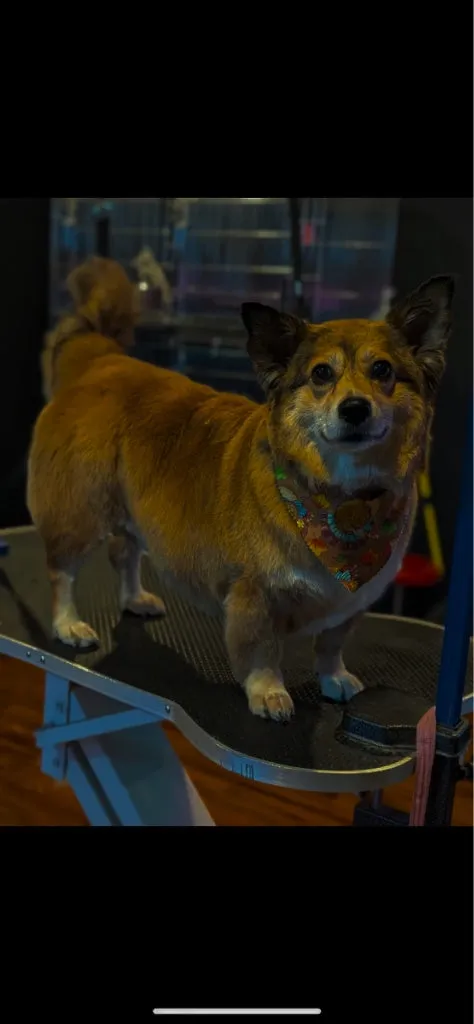 A corgi standing on a table indoors, looking at the camera
