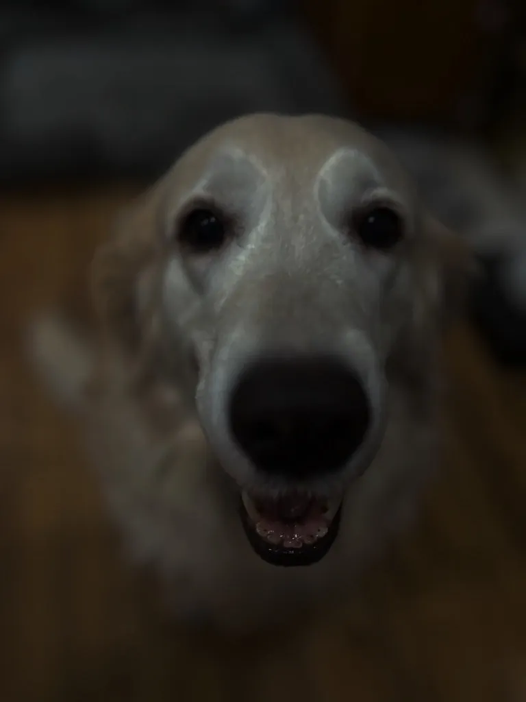 A close-up of a pale cream golden retriever looking up at the camera with its mouth open