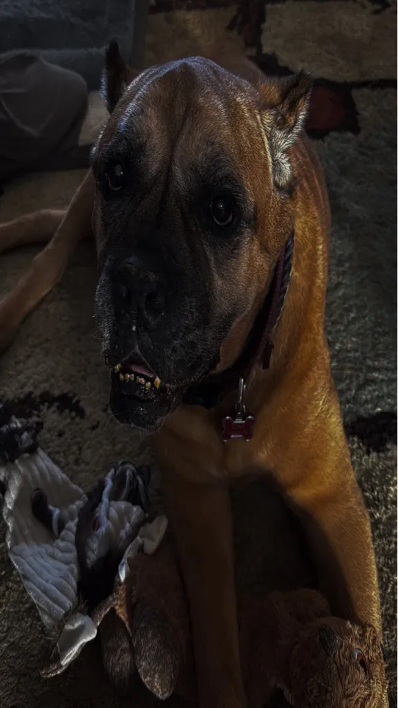 A fawn mastiff-type dog lies on a patterned rug with a chewed plush toy between its paws