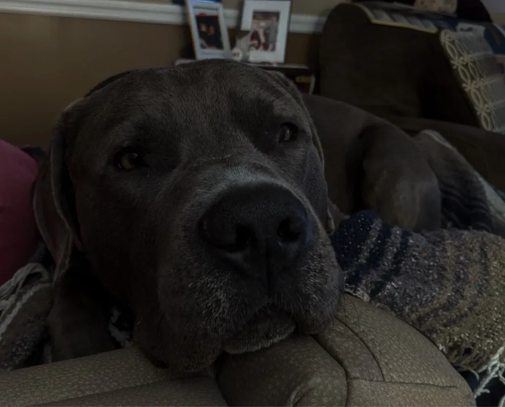 A large grey dog rests its head on the arm of a sofa, looking into the camera