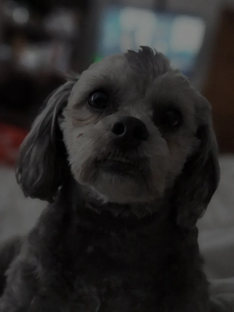 A close-up of a grey-and-white poodle mix looking into the camera in a softly lit living room