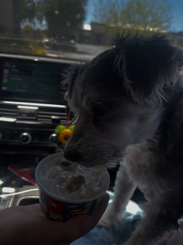 A scruffy grey-and-white terrier mix licks whipped cream from a cup held out to it in a car