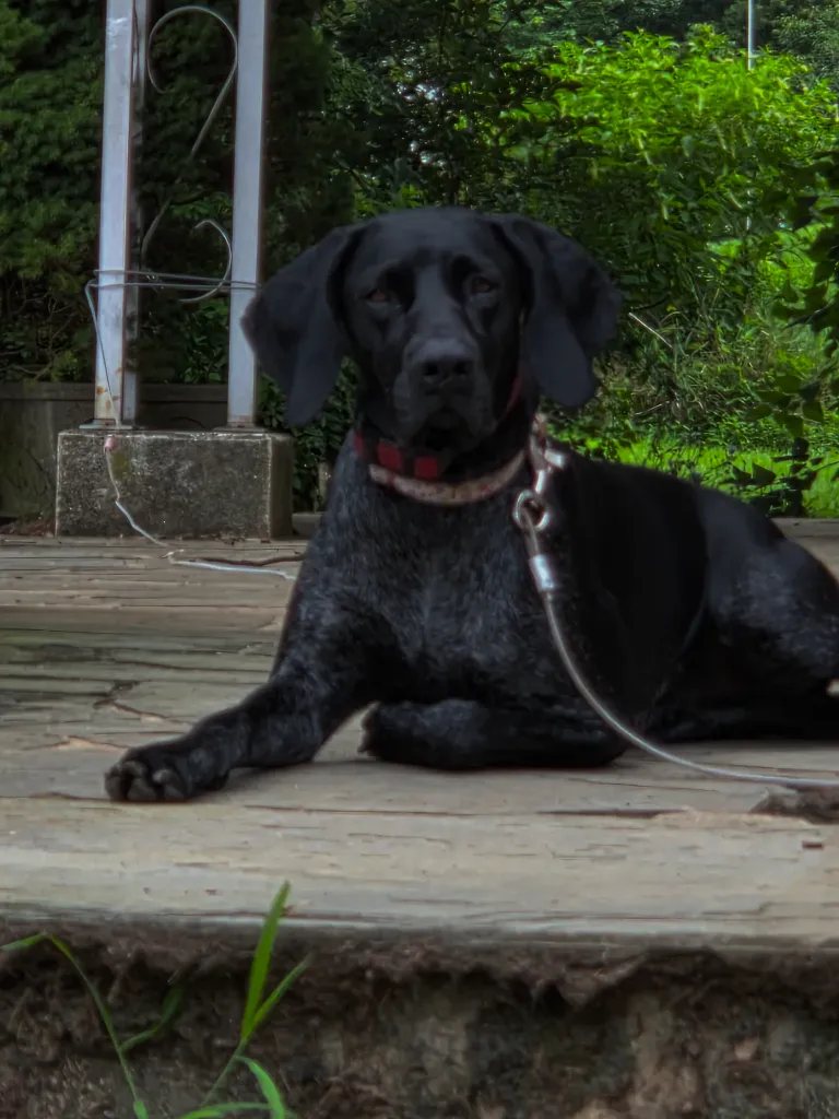 A dark-coated German Shorthaired Pointer lying on a wooden deck wearing a red and white collar, with green garden foliage behind
