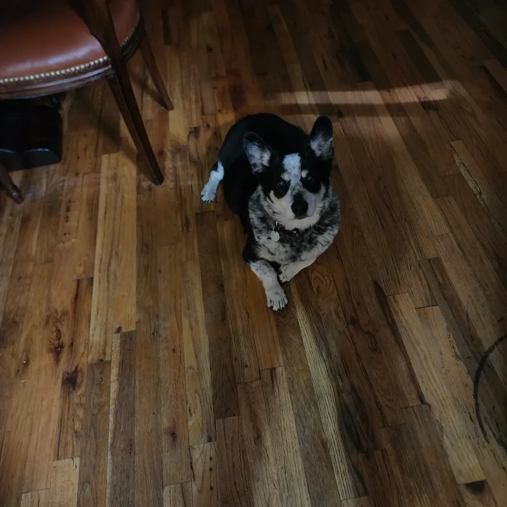 A small black and white merle corgi mix sitting on a hardwood floor, looking up at the camera beside a wooden chair leg