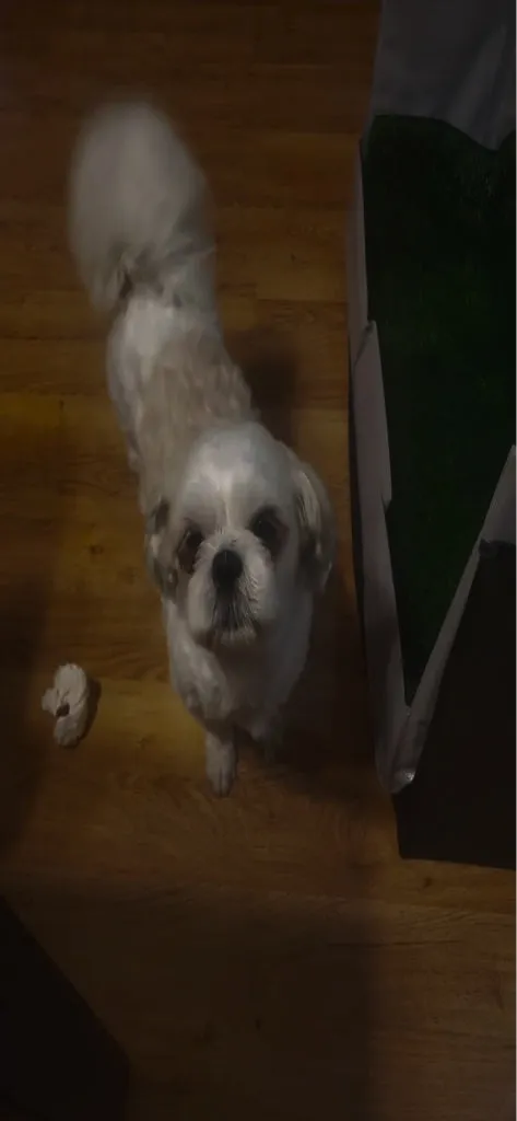 A small white shih tzu stands on a wooden floor looking up at the camera, beside a chew on the floor
