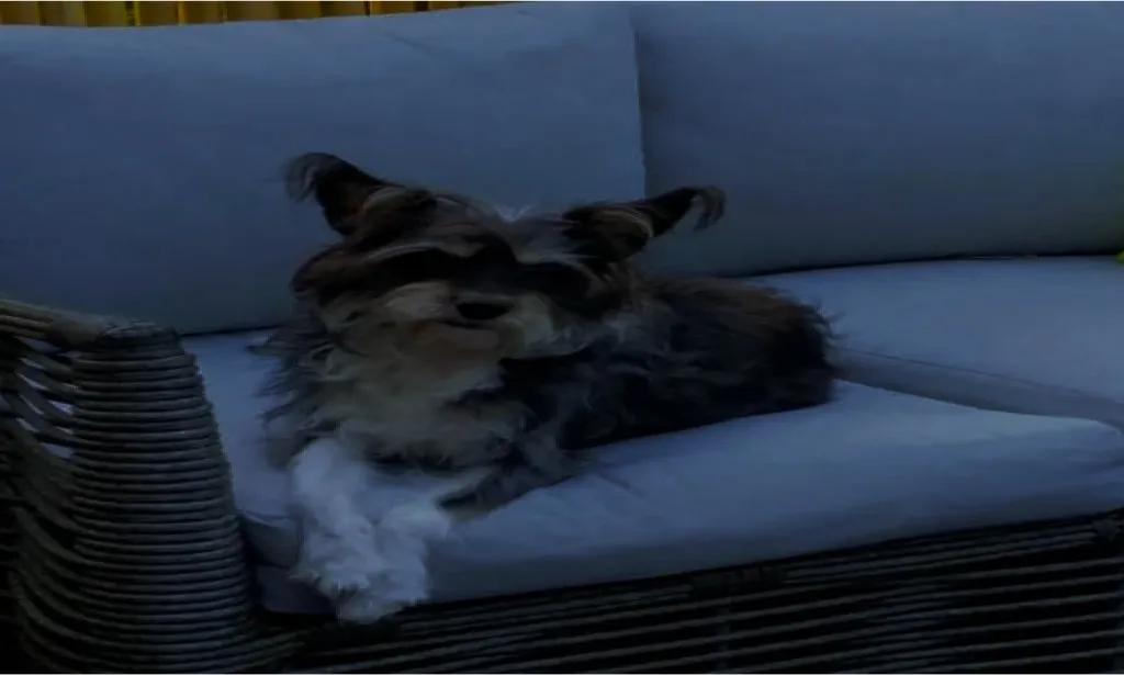 A small black-and-grey terrier mix lies on a grey wicker outdoor sofa beside a lime cushion