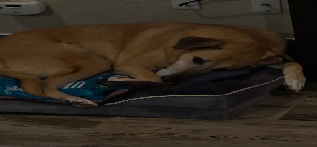 A tan dog sleeps curled up on a blue patterned dog bed on a wooden floor