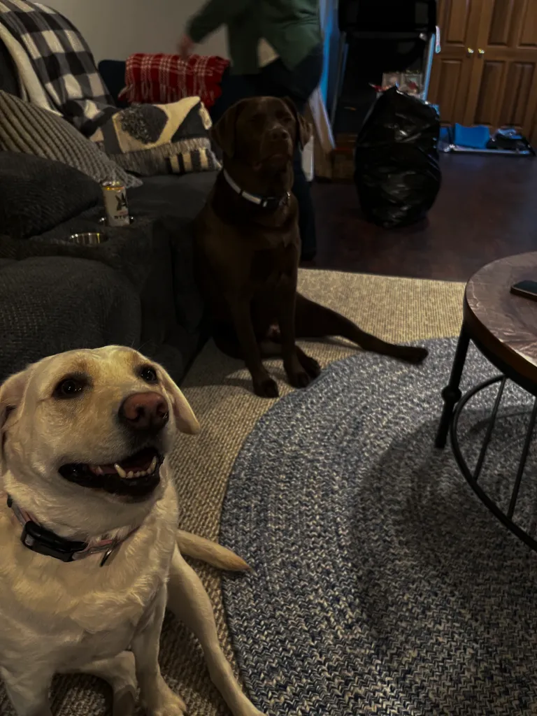A chocolate Labrador and a cream Labrador sitting together on a living-room rug, with a person in the background