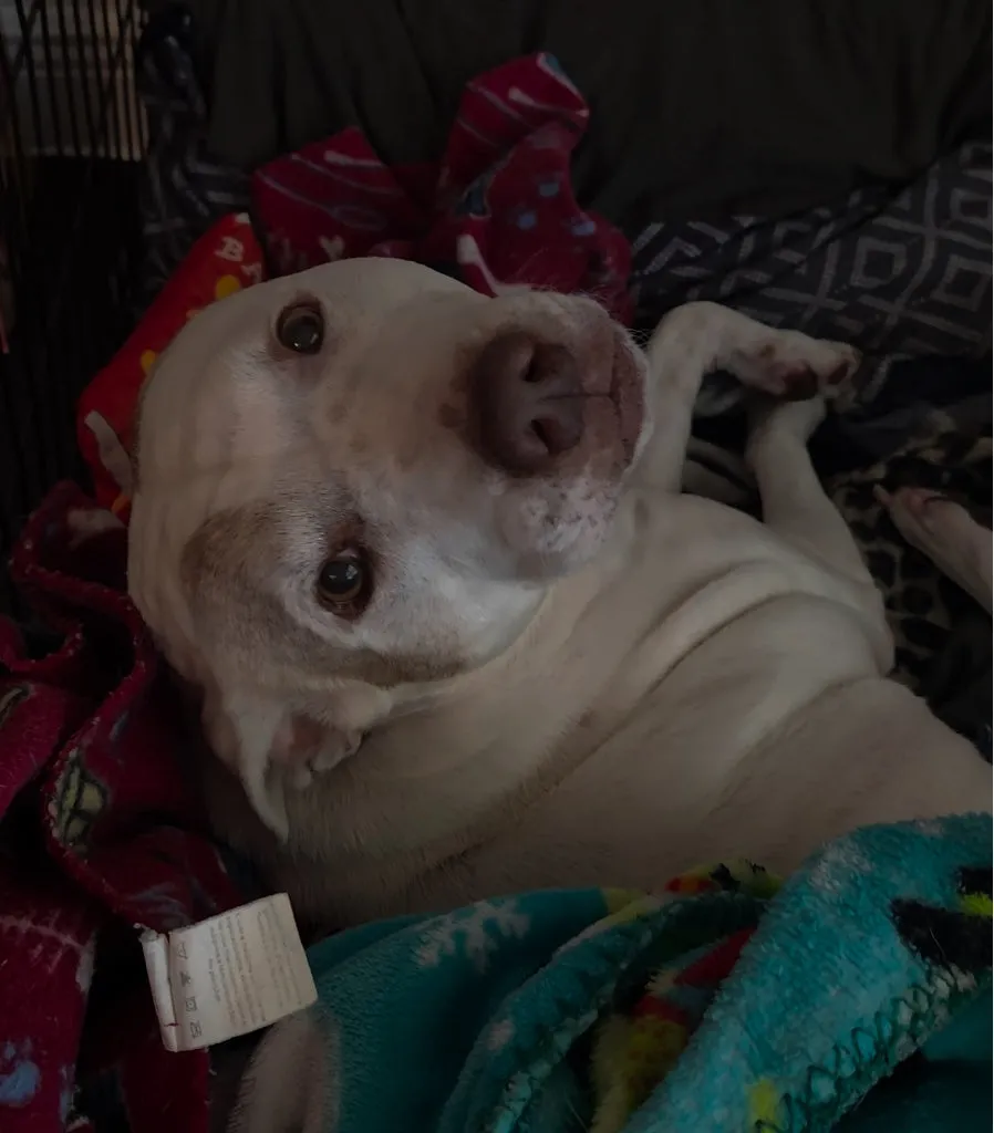A white Staffordshire terrier lies on its back among colourful blankets, looking up at the camera