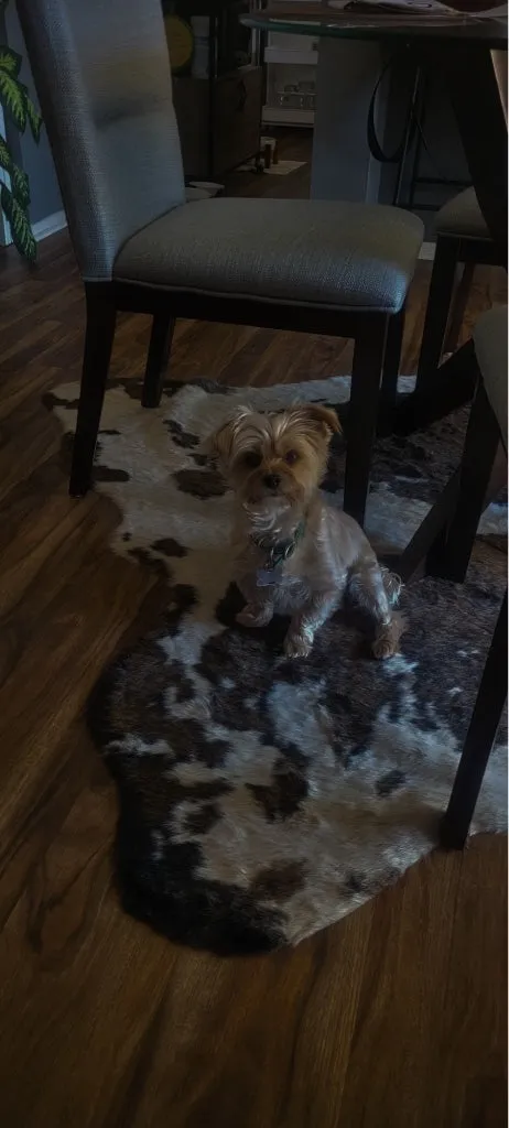 A Yorkshire terrier stands on a cowhide rug beside dining chairs on a wooden floor