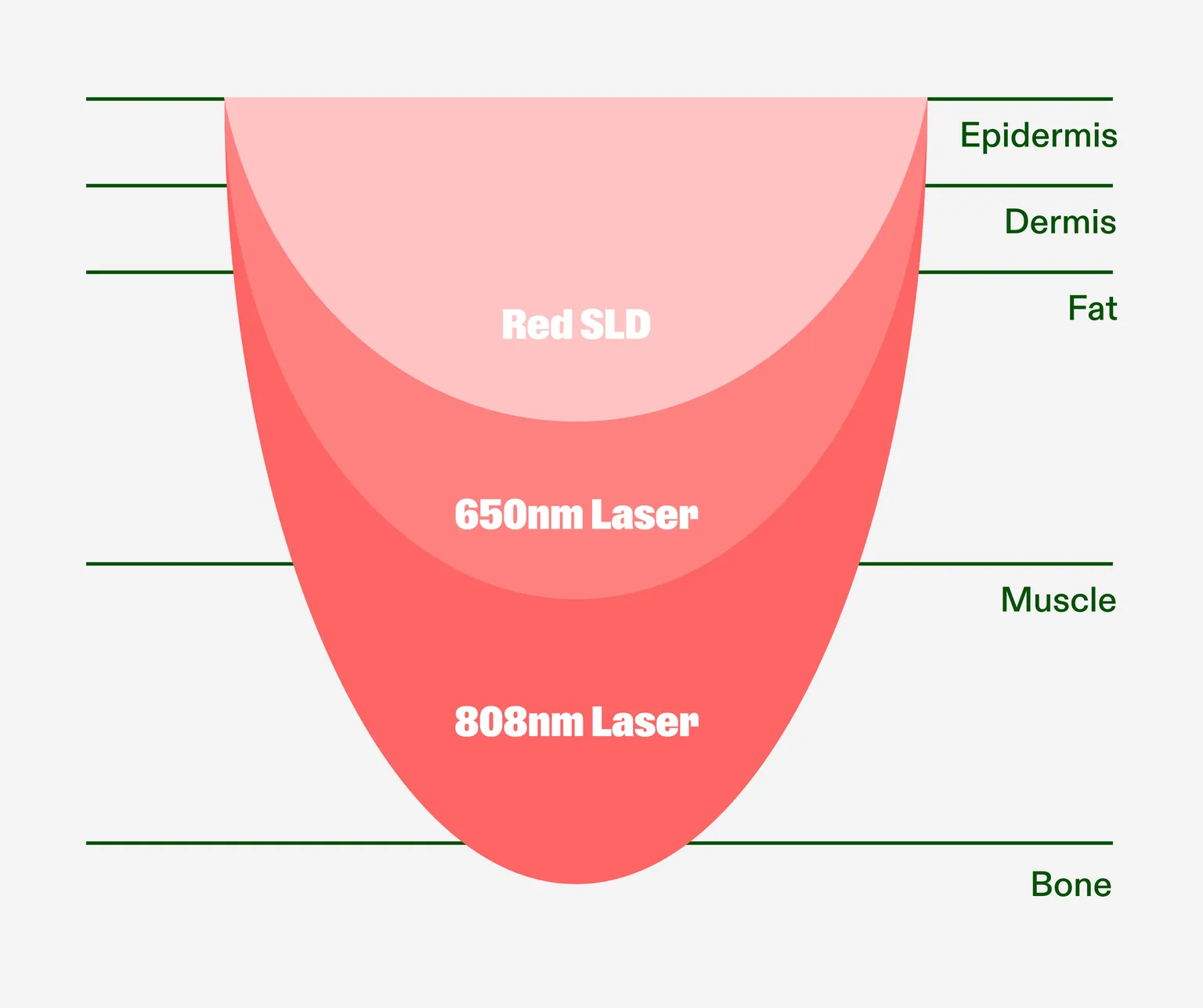 Diagram of how deep each light source reaches through the tissue layers Epidermis, Dermis, Fat, Muscle and Bone: Red SLD reaches the fat layer, 650nm Laser reaches the muscle and 808nm Laser reaches down to the bone