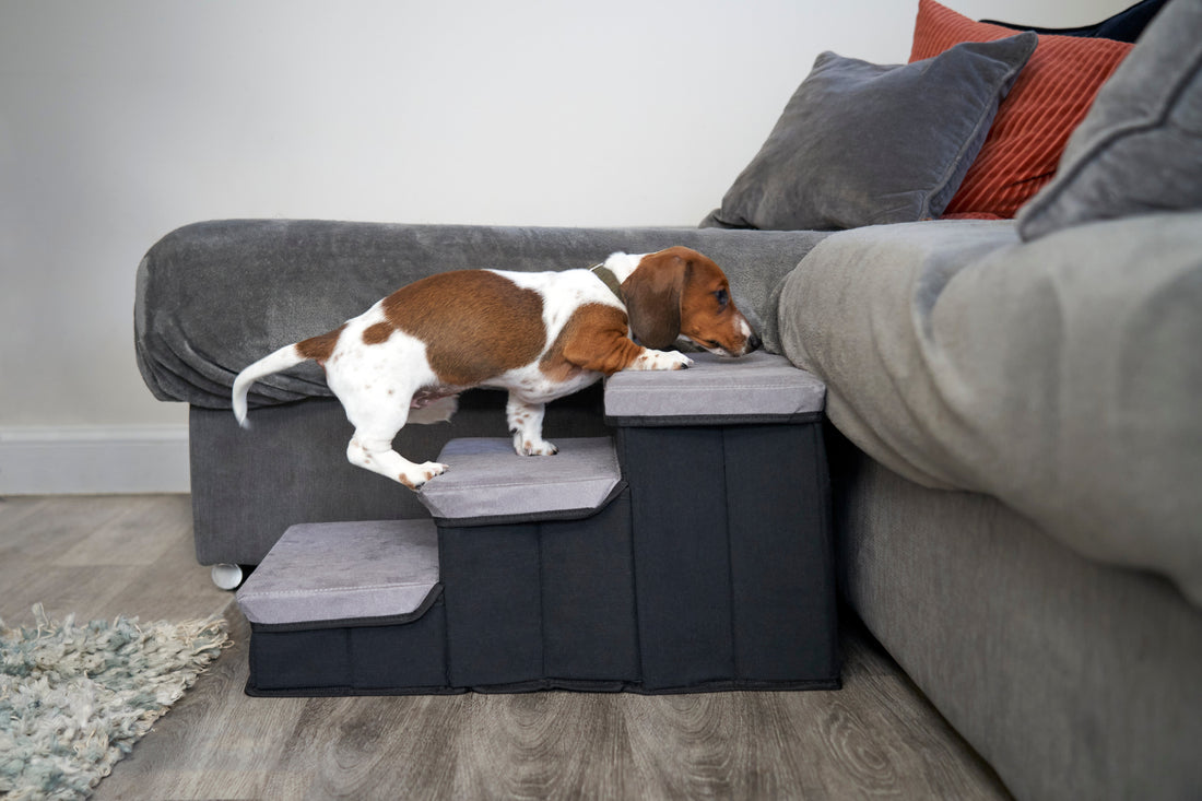 Home Modifications for Your Older Pet