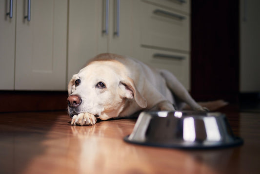 Anxious dog lying down on the floor by dog bowl needs calming supplement for dogs