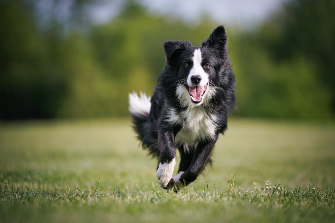 Black and white dog running outside on the grass