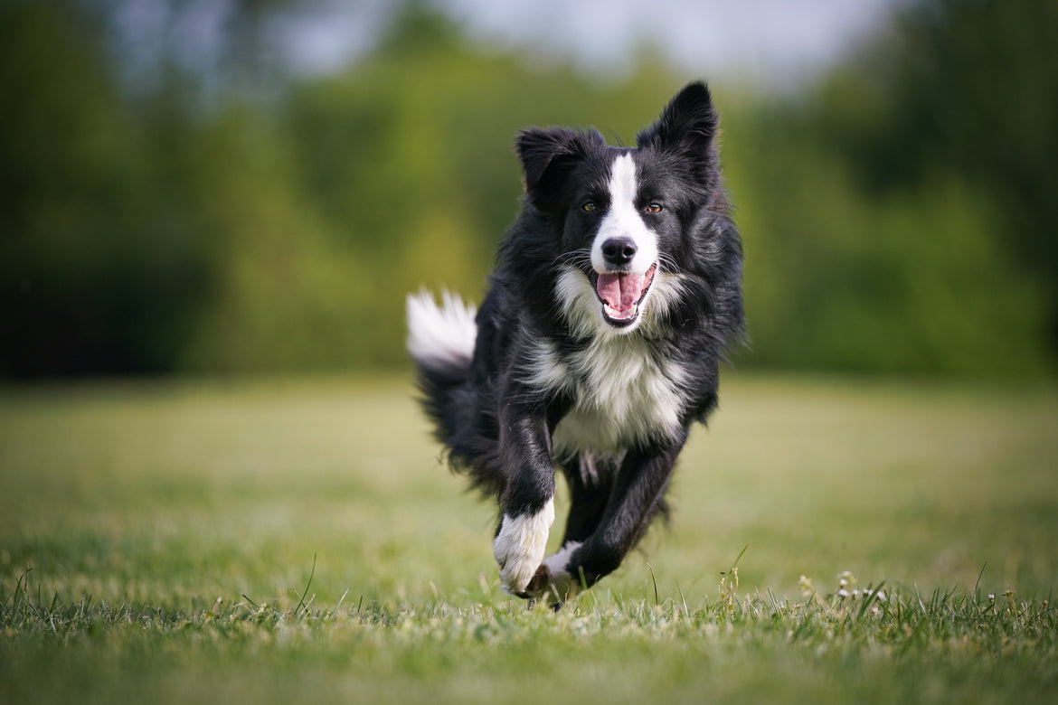Black and white dog running outside on the grass