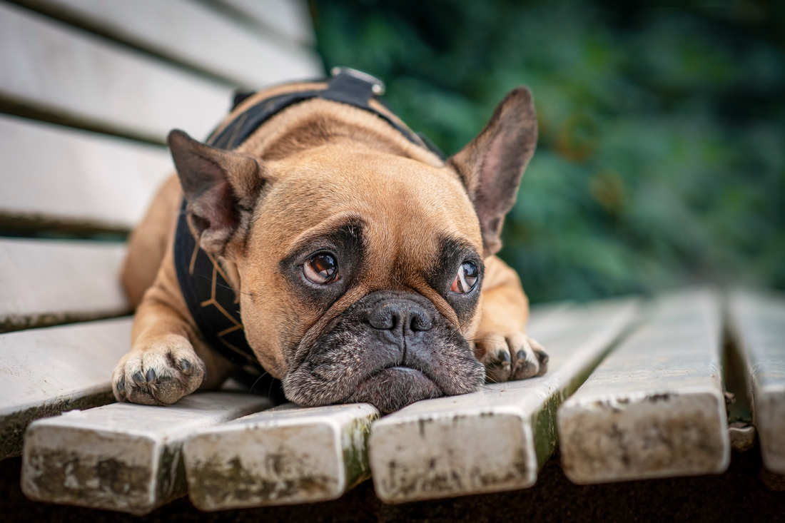 Bulldog looking sad on bench outside