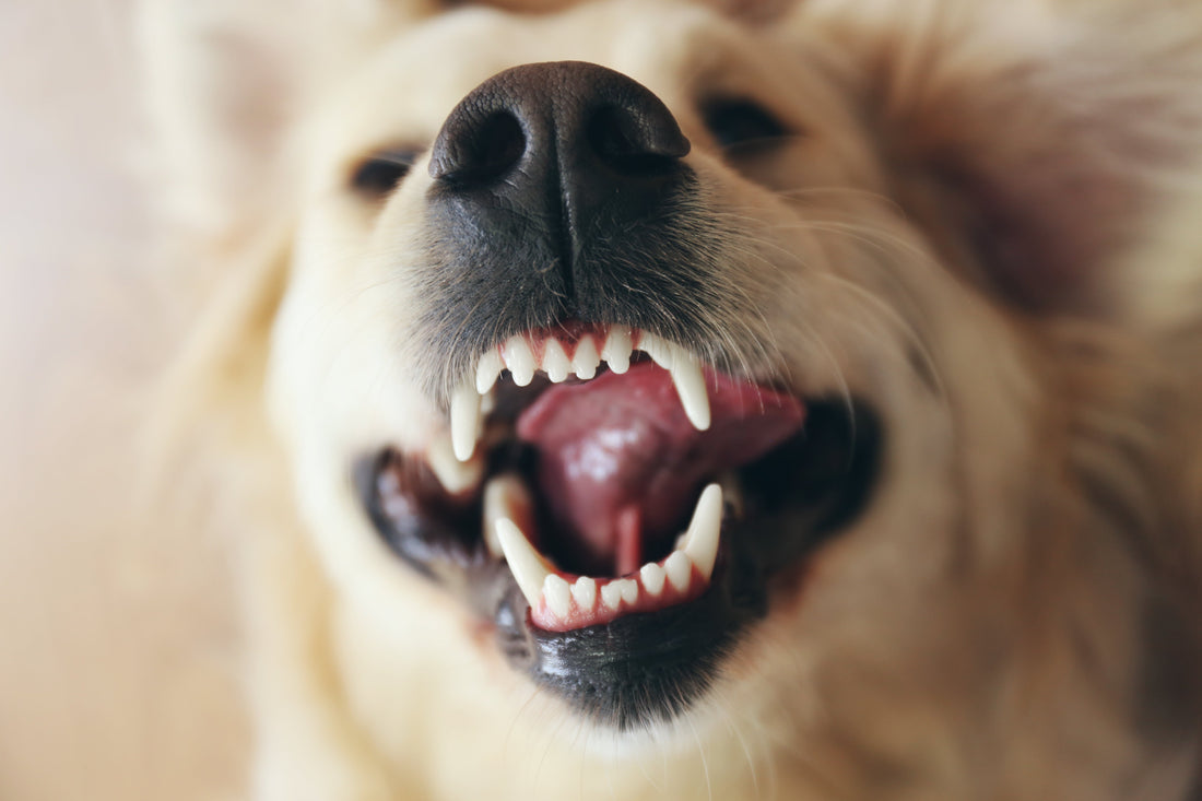 How to Remove Tartar From Dog Teeth: Safe Methods That Work