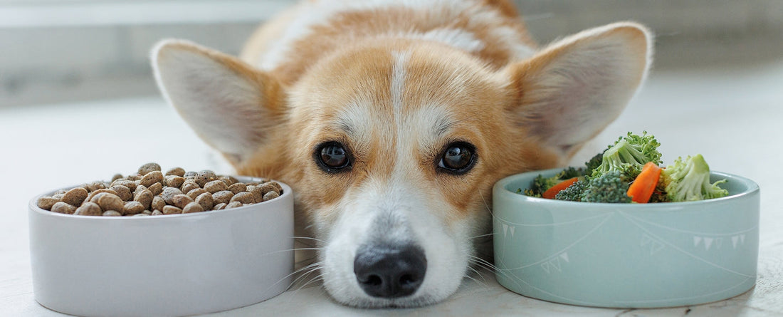 Common Nutritional Deficiencies in Dogs