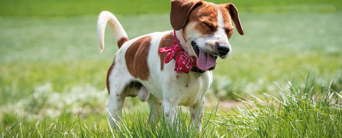 Do Dogs Get Hayfever?