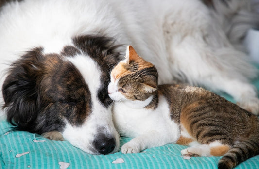 Dog and cat nutrition differences made clearer, whilst they lie down side-by-side