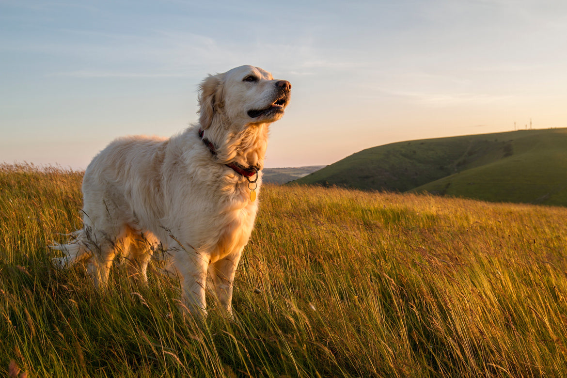 Golden dog basking in the warm sunlight stood in the grass outside